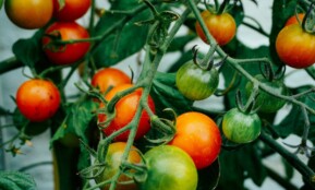 tomatoes hanging on tomato plant