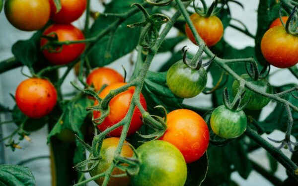 Pomidorų daigai nuolat ištįsta? Atskleidė, kaip pasirinkti auginimo būdą ir tikslų sėjos laiką