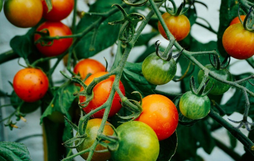 tomatoes hanging on tomato plant