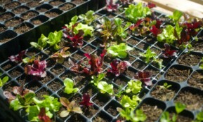 red and green plant on black metal fence