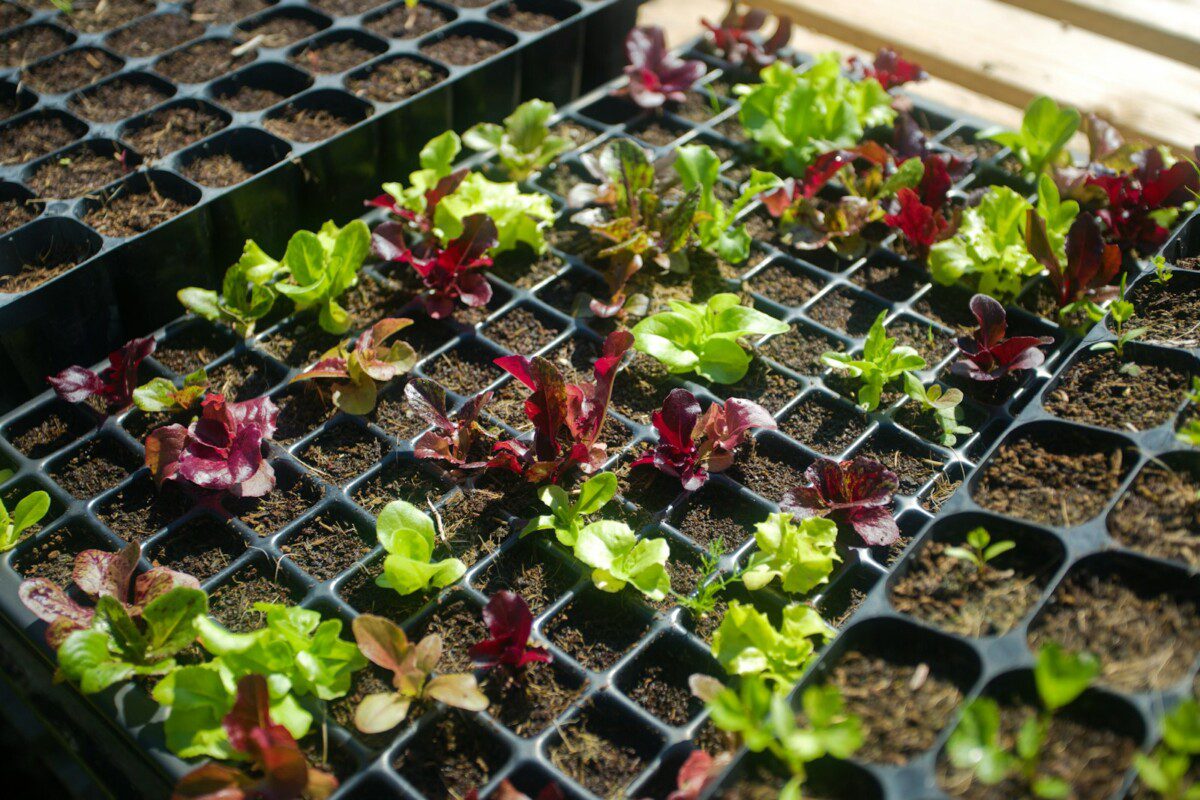 Pamirškite brangią chemiją: sužinokite, kokios priemonės iš virtuvės sustiprins daigus ir padės sutaupyti