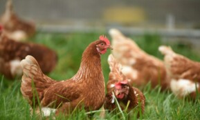 brown hen on green grass during daytime