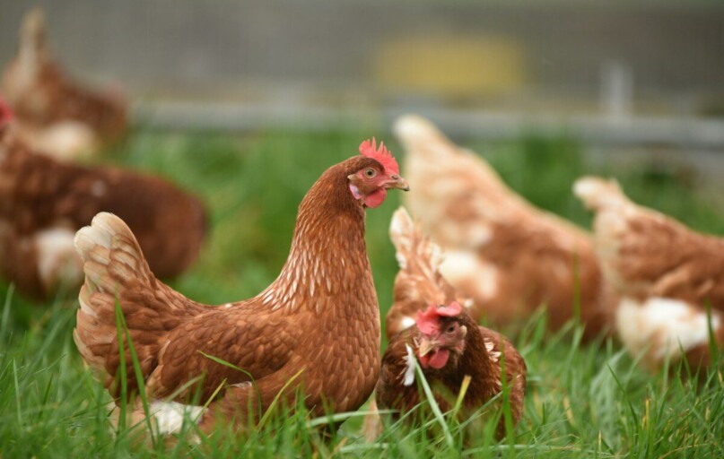 brown hen on green grass during daytime