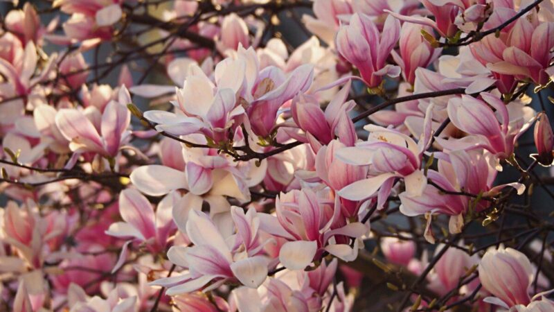 Magnolijos priežiūros gidas: žydėjimo laikas, efektyvus tręšimas ir svarbiausi patarimai