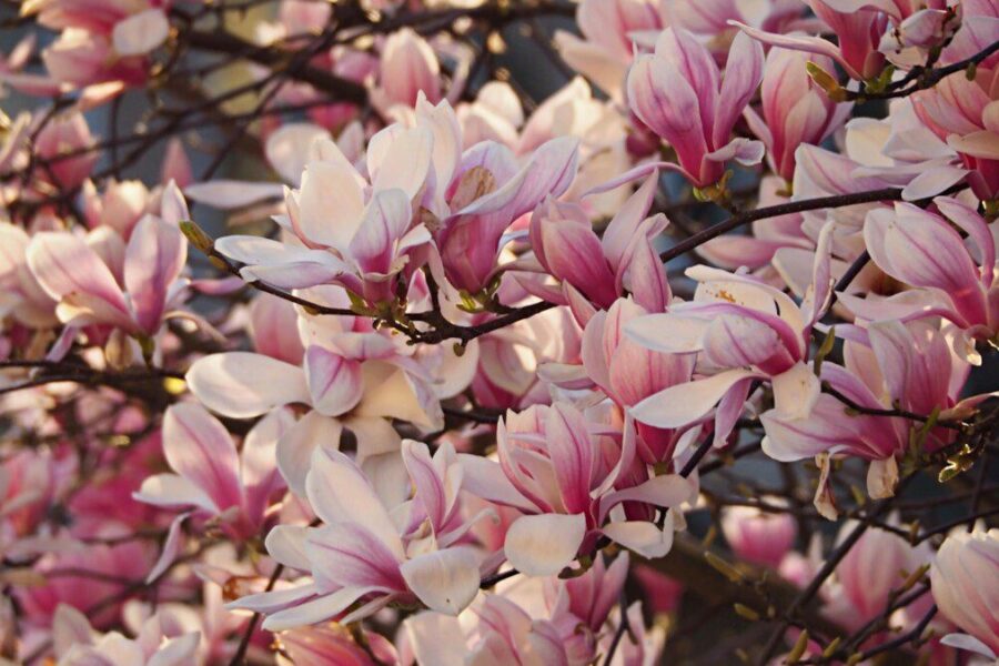 Magnolijos priežiūros gidas: žydėjimo laikas, efektyvus tręšimas ir svarbiausi patarimai