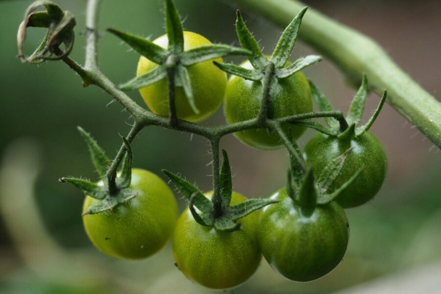 Pomidorų daigų priežiūra pavasarį: pasakė, ką daryti, kad stiebai sutvirtėtų, o šaknys augtų sparčiau