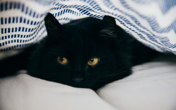 Juoda katė, druska per petį ir stalo kampas: sužinokite, iš kur atsirado šie populiarūs prietarai