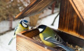 yellow black and white bird on brown wooden bird house