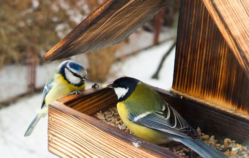 yellow black and white bird on brown wooden bird house