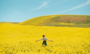a person standing in a field of yellow flowers