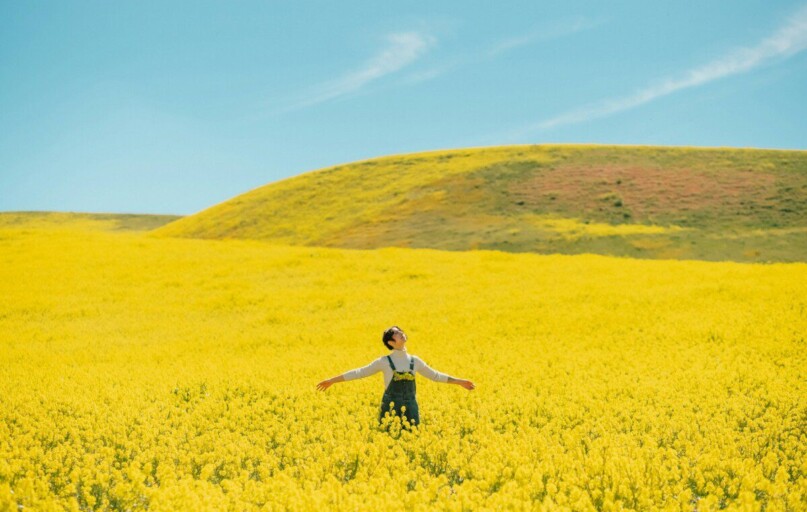 a person standing in a field of yellow flowers