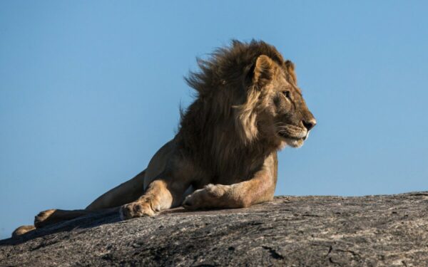 1400 filmavimo dienų gamtoje: Nsefu slėnio teritorija kur dėl vietos kovoja liūtai, hienos ir leopardai