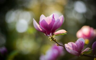 Rezultatas gali nustebinti jau pavasarį: viena smulkmena lemia, ar magnolija sužydės įspūdingai