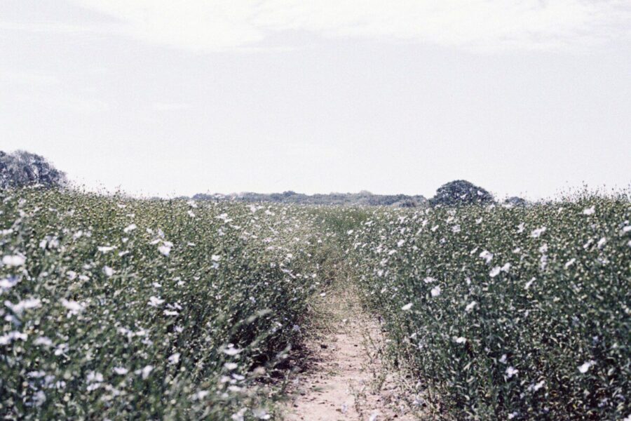 Linų sėmenys nuo pilvo pūtimo: sužinokite, kada ir kaip juos vartoti, kad poveikis būtų efektyviausias
