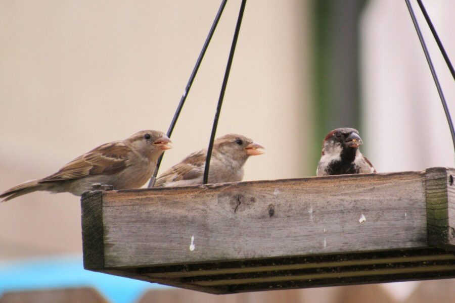 Paukščių lesinimas atšilus orams: pavasario klaidos, kurios gali pakenkti jaunikliams