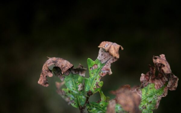 Sodininkai įspėja: jei to nepastebėsite, augalai gali žūti per kelias dienas