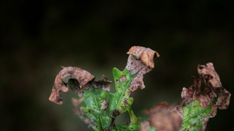 Sodininkai įspėja: jei to nepastebėsite, augalai gali žūti per kelias dienas