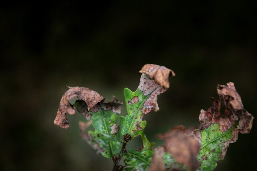 Lapas. Unsplash nuotr.