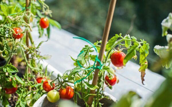 Balkono daržas pradedantiesiems: patarimai, kaip užsiauginti šviežias daržoves balkone