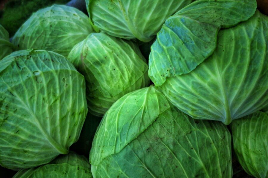 Paslaptis, kurią atskleidė patyrę daržininkai: sužinokite, kaip užauginti netrūkinėjančius kopūstus