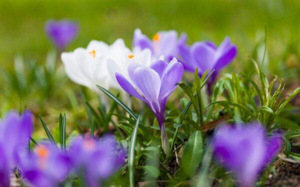 Kovo pabaiga sode: specialistai pataria, ką sodinti, genėti ir paruošti jau dabar