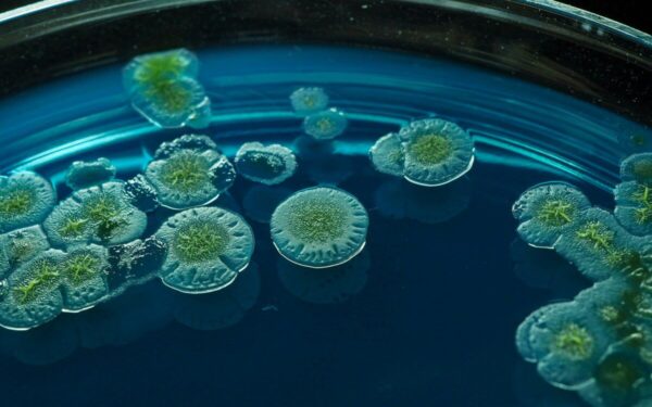 Mokslininkai nustebo: fosfatų struktūra elgiasi visai ne taip, kaip prognozuota