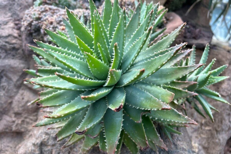 Kompiuterinis modeliavimas atskleidė: alijošiaus medžiaga veikia su Alzheimerio liga siejamus fermentus