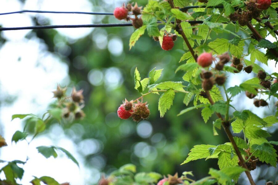 Tvarkingas avietynas, gausus derlius: patarimai, kurie padės užauginti stambesnes uogas