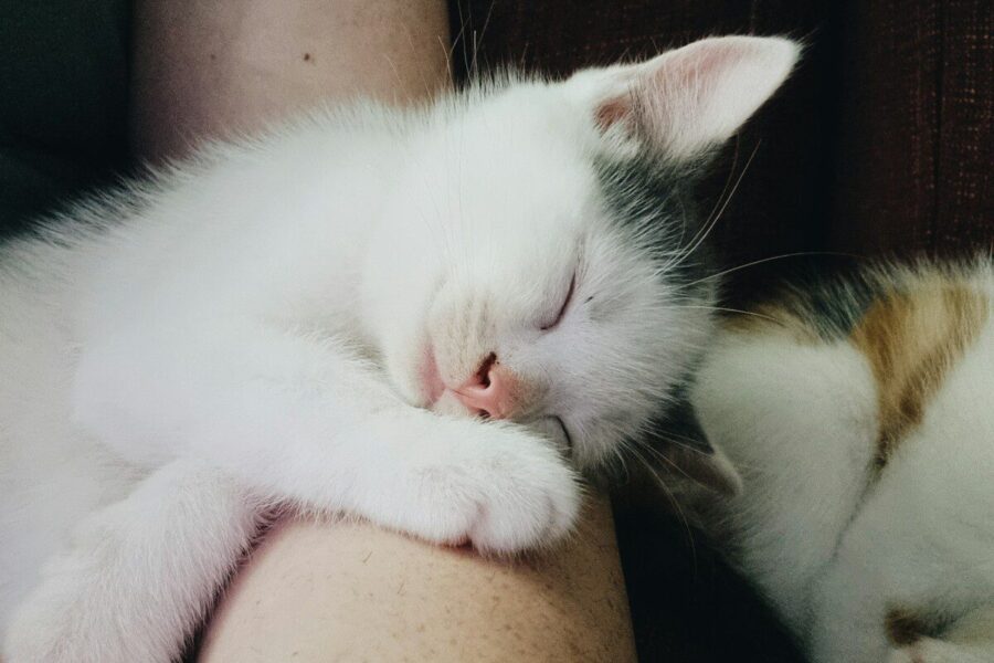 Mokslininkai palygino kates ir šunis: paaiškėjo esminis jų ryšio su žmogumi skirtumas