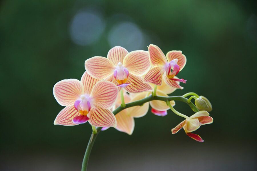 Paprastas triukas su orchidėjomis: sužinokite, kaip aktyvuota anglis gali paskatinti žydėjimą
