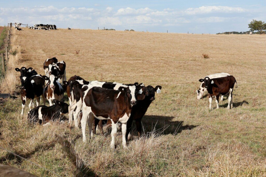 Cows graze in a field on a sunny day.