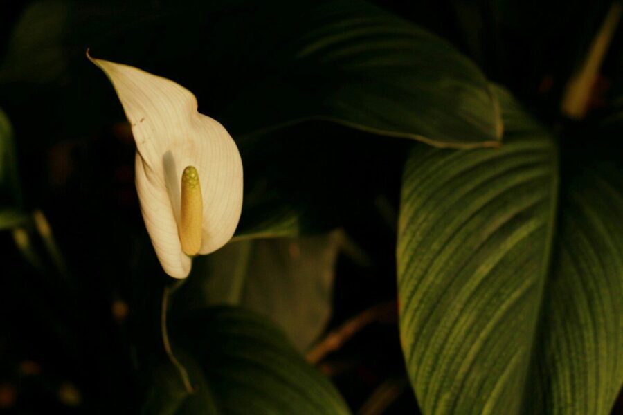 Spatifilio priežiūra namuose: veiksmingas būdas išlaikyti jo lapus švarius ir žvilgančius