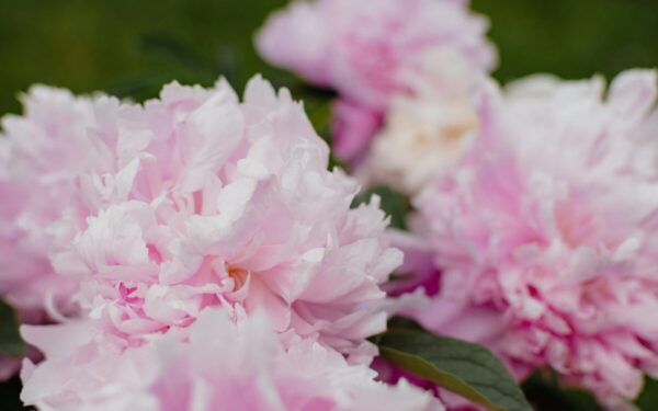 Dirva, laistymas ir natūralios trąšos: svarbiausi patarimai ir tręšimo būdai, kaip prižiūrėti bijūnus pavasarį