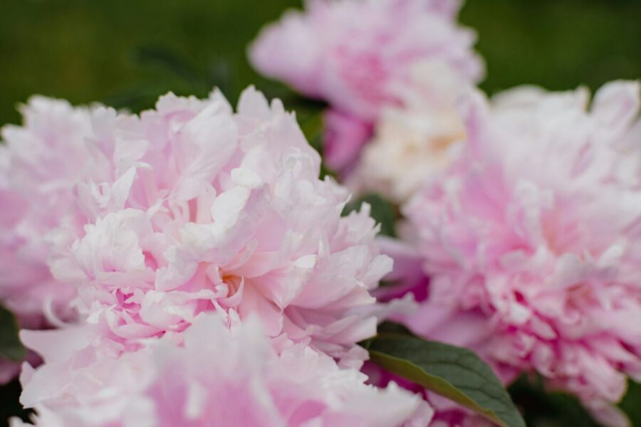 Dirva, laistymas ir natūralios trąšos: svarbiausi patarimai ir tręšimo būdai, kaip prižiūrėti bijūnus pavasarį