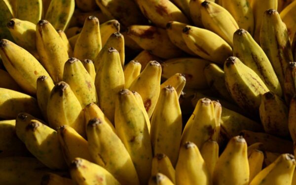 Brazilijoje, sunkieji metalai pasiekė maisto grandinę, mokslininkai įspėja: užteršti bananai gali veikti vaikų smegenų vystymąsi