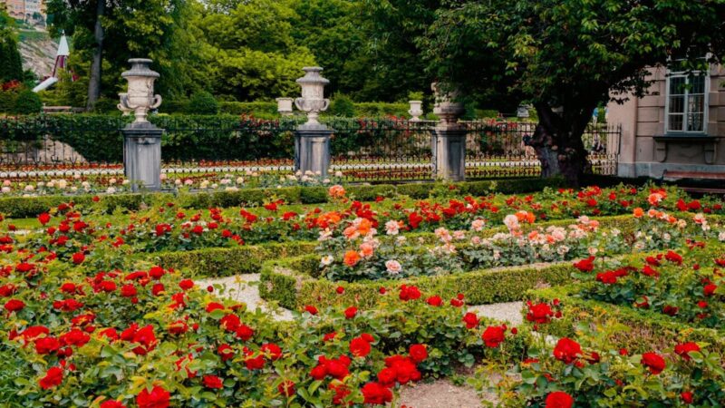 Rožių augintojų gidas: praktiniai patarimai, kaip pasirinkti trąšas ir nepakenkti augalui