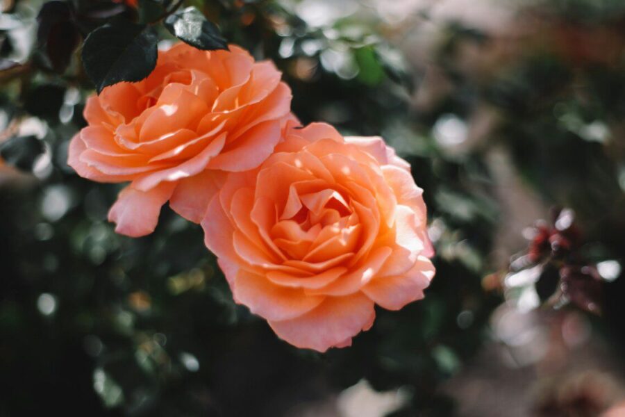 Rožių genėjimas, kad jos žydėtų ilgiau: ženklas gamtoje, kuris pasako tinkamą laiką