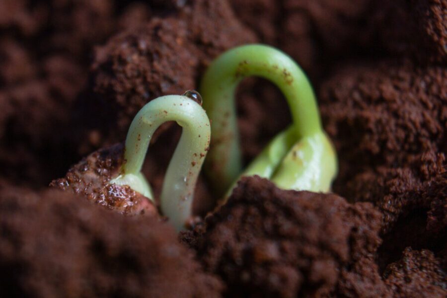 Ankstyvas daržovių sodinimas: specialistai pataria, kaip apsaugoti agurkus ir pomidorus nuo šalnų