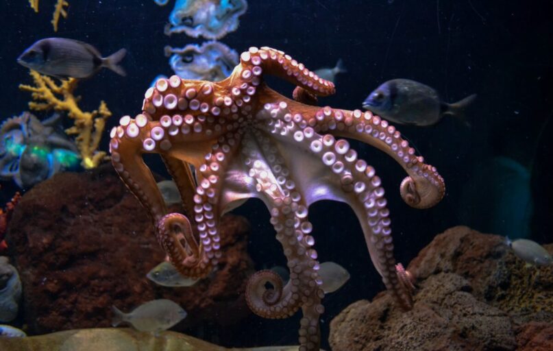 Aštuonkojis. Unsplash nuotr.