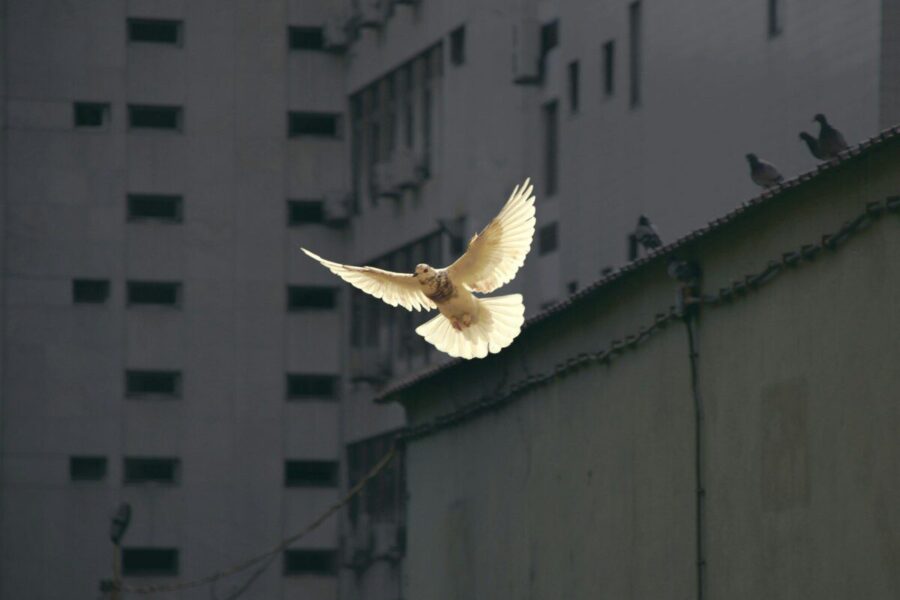 in flight dove