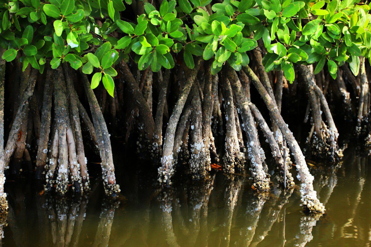 Gvadelupos pelkėse aptiktos rekordinio dydžio bakterijos verčia perrašyti ląstelės sandaros sampratą