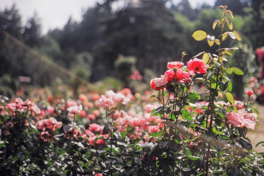 Pavasarinis rožių genėjimas: sodininkai pataria, kada kirpti ir kaip paskatinti gausų žydėjimą