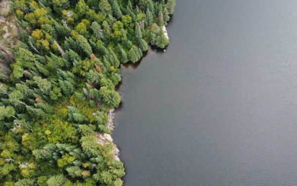 Klimato paradoksas tampa vis aiškesnis: mokslininkai fiksuoja spartų taigos judėjimą