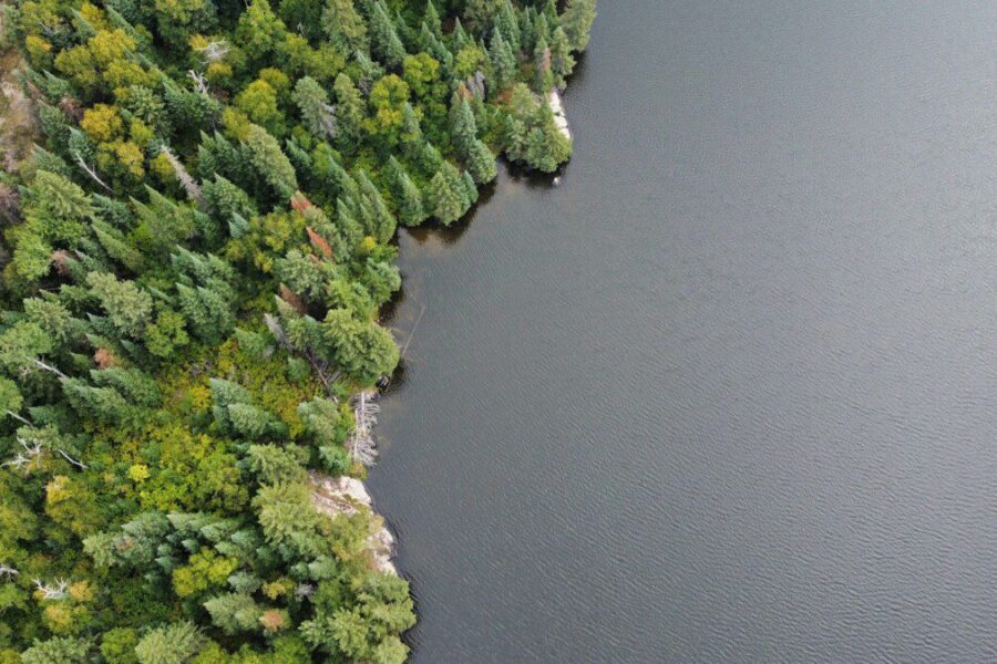 Klimato paradoksas tampa vis aiškesnis: mokslininkai fiksuoja spartų taigos judėjimą