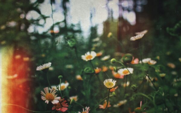 Žalias plotas prie daugiabučio: sužinokite, kur baigiasi jūsų teisės ir prasideda kaimynų