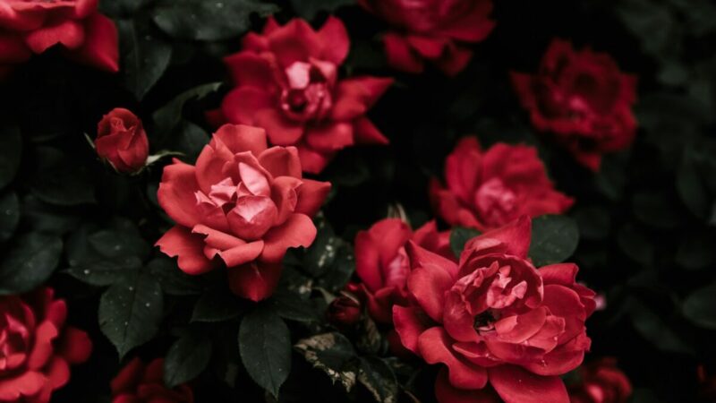 Rožių priežiūra ir stiprinimas: veiksmingi pavasariniai sprendimai, kad jos žydėtų gausiau