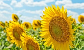 yellow sunflowers during daytime