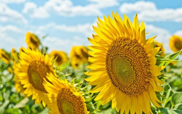 Tokios vasaros nebuvo šimtmečius: ar esate pasiruošę tam, kas mūsų laukia jau šiemet?