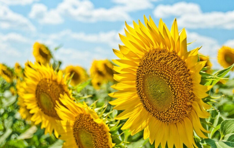 yellow sunflowers during daytime
