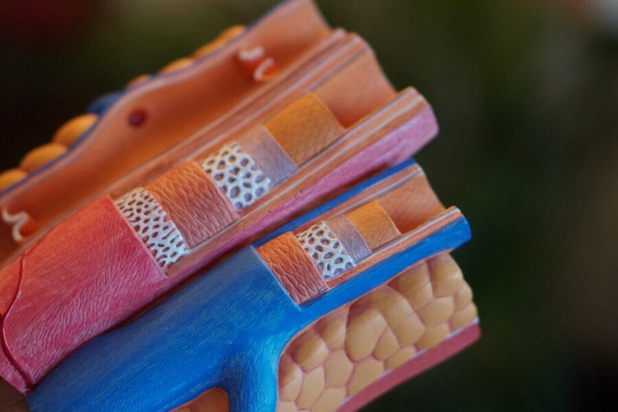 Mokslininkai po 30 metų tyrimo pateikė aiškią išvadą: širdies sveikatą lemia ne dietos tipas, o maisto kokybė